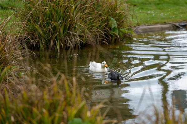 Ducks